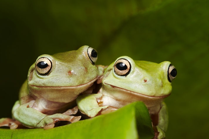 White's treefrogs