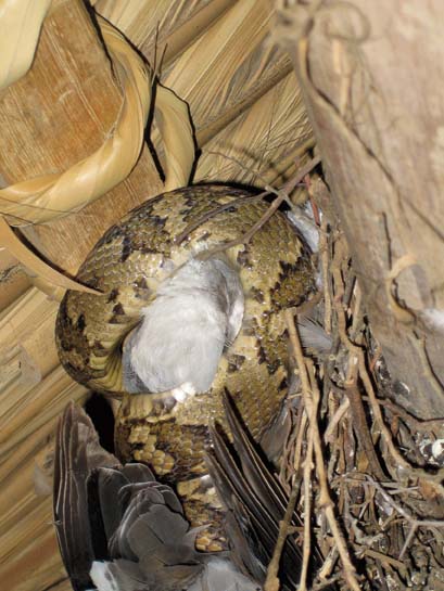 leopard lizard