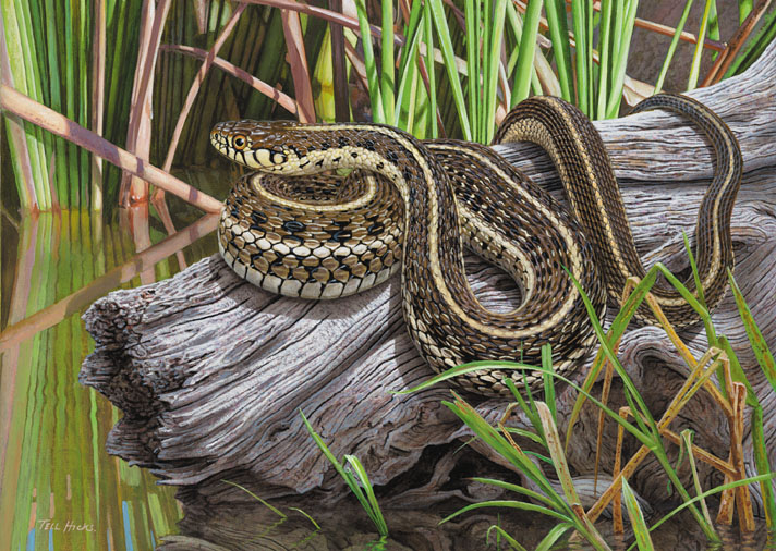 Garter snake