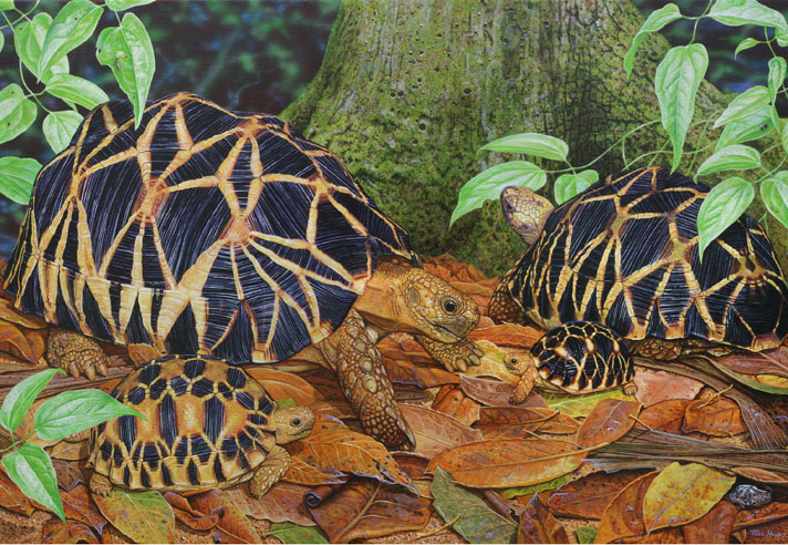 Tell Hicks painting of Burmese star tortoises