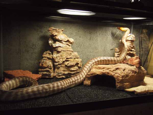 woma python enclosure