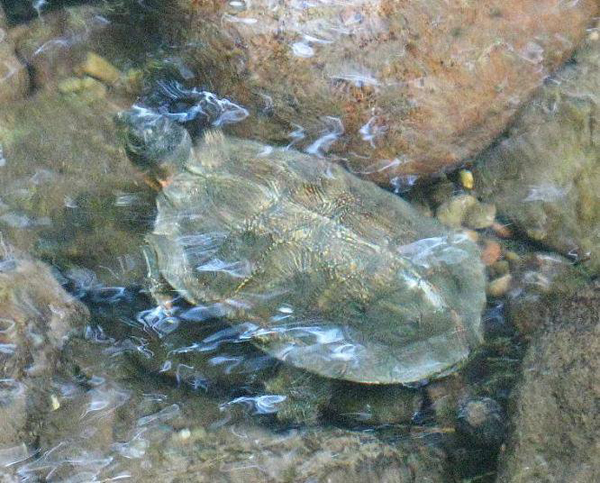 wood turtle in stream