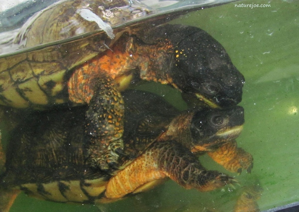 wood turtle breeding in water