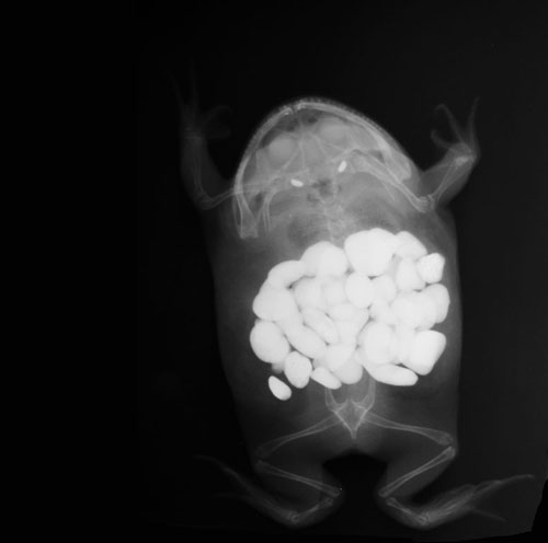 x-ray frog with rock substrate