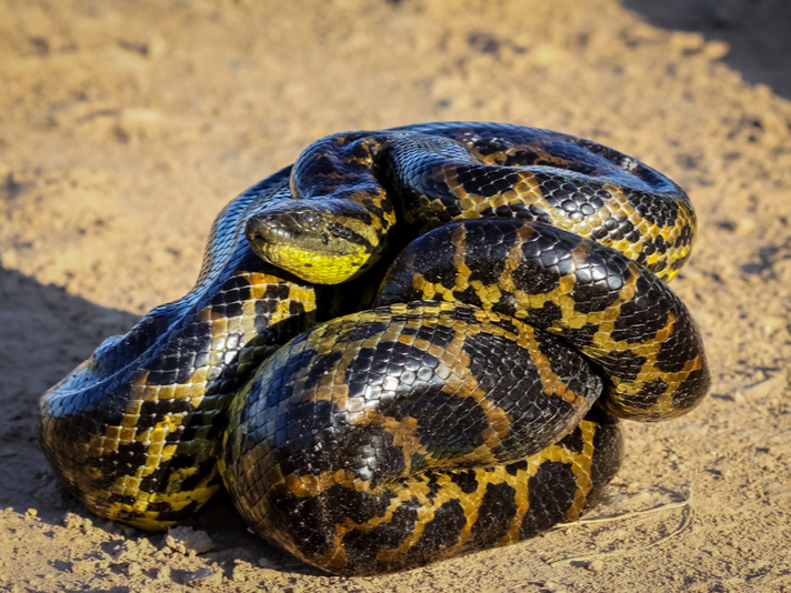 green anaconda eating