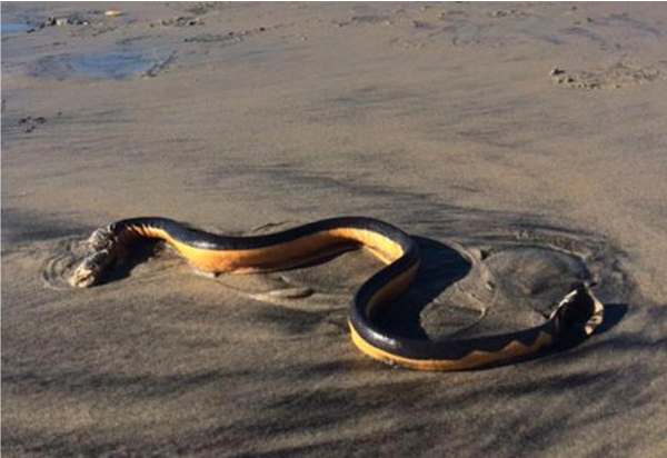 yellow bellied sea snake washes ashore in San Diego