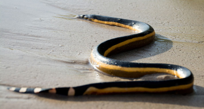 Yellow-bellied sea snake