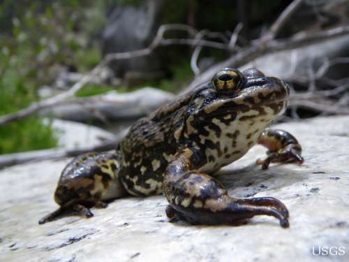 mountain yellow-legged frog