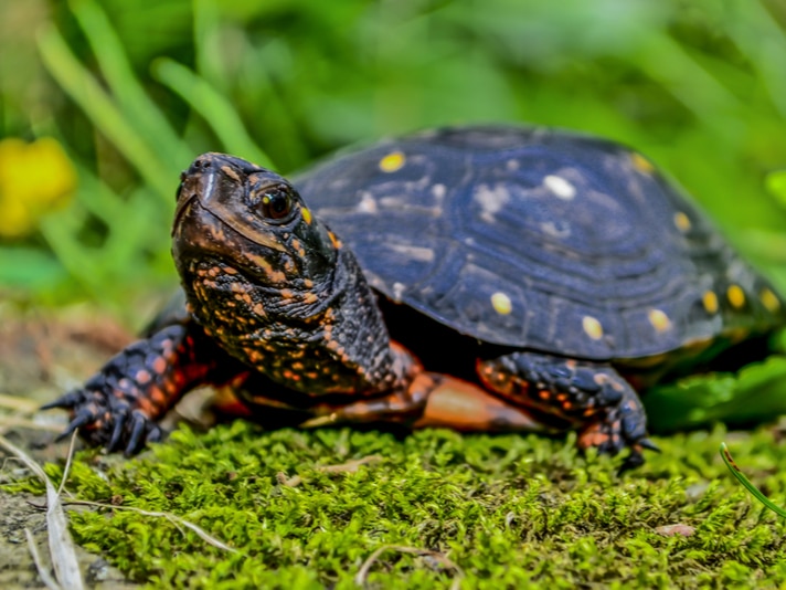 Spotted Turtle At Risk Of Disappearing In Rhode Island