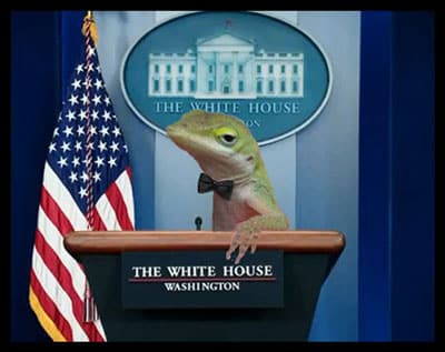 Green Anole Memes Go Viral Green Anole Memes Go Viral