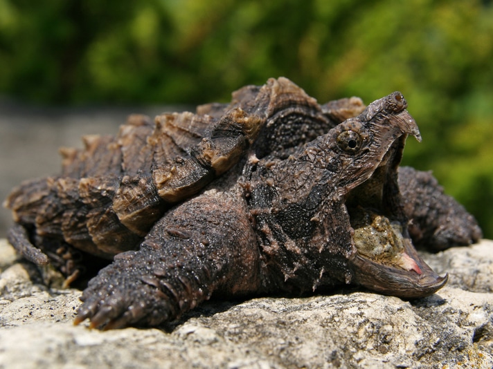 Alligator Snapping Turtles Not Seen In Illinois in 30 Years Reappear In The Wild