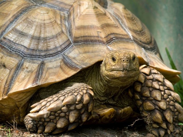 Bert The Sulcata Tortoise Seeks New Home In Michigan