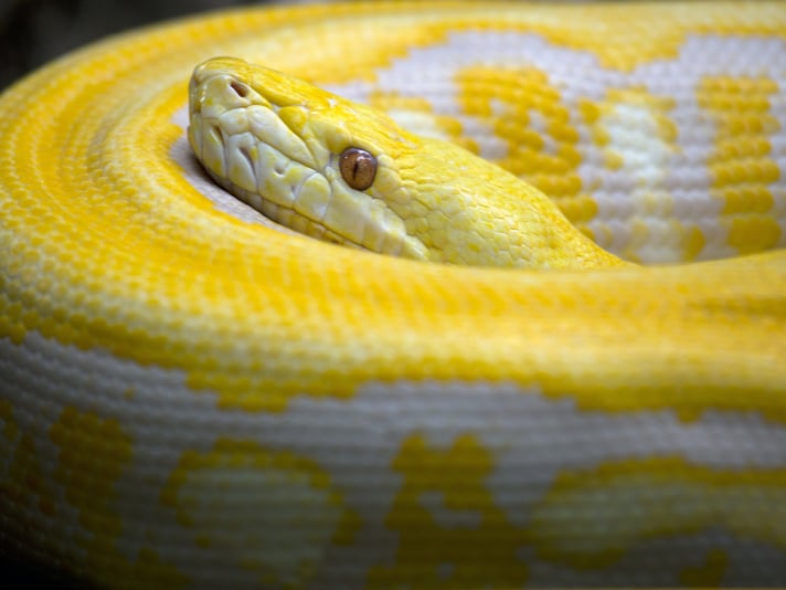 Handling Reticulated Pythons