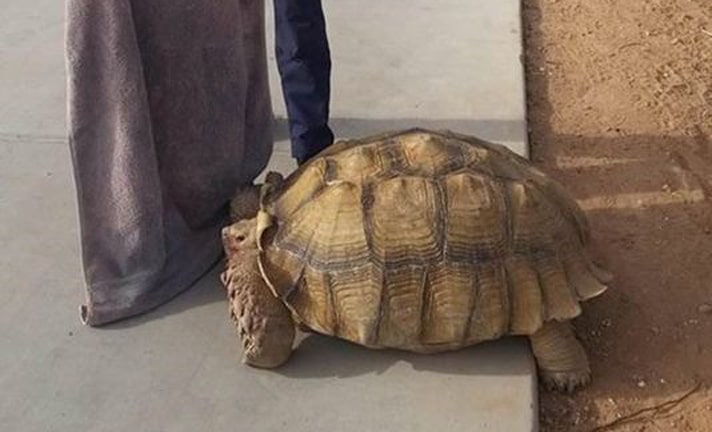 Escaped Sulcata Tortoise In Arizona Returned To Owner