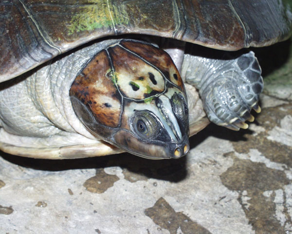 Amazon river turtles