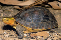 Yellow-Margined Box Turtle Care And Information