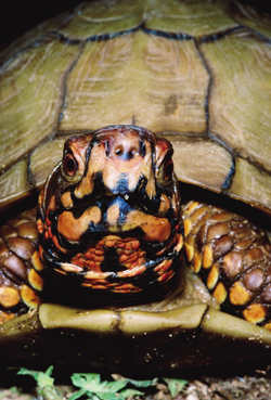 russian box turtle 