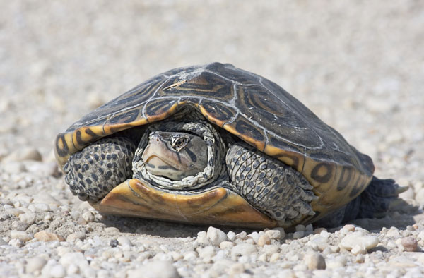 Diamondback terrapin