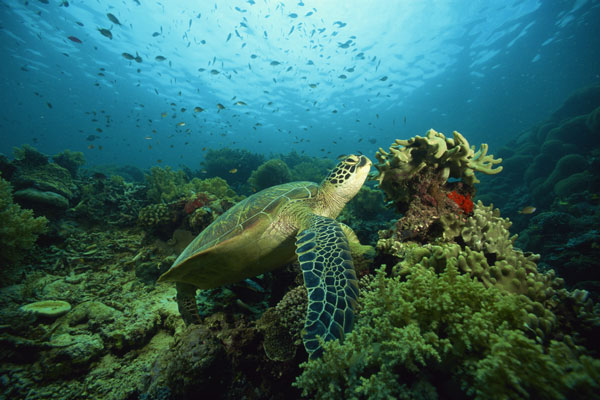 A study led by the University of Exeter in the U.K. has found that green sea turtles (Chelonia mydas) tend to forage in marine protected areas. Photo credit: Thinkstock