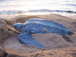 Leatherbacks are giant, some being as heavy as 1,000 lbs.