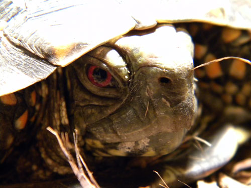 The Ornate Box Turtle requires special circumstances to breed