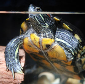 red-eared slider