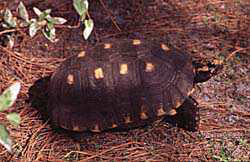 South American red-footed tortoise 