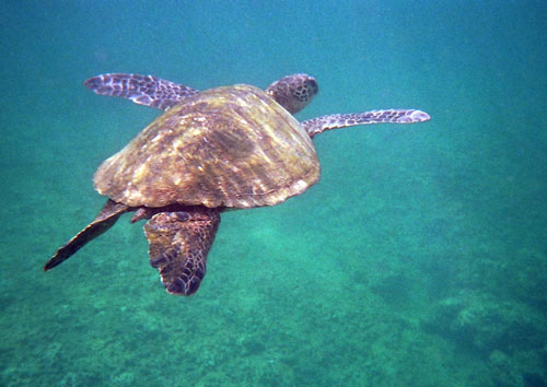 green sea turtle