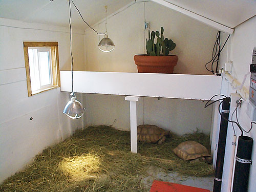 indoor tortoise table