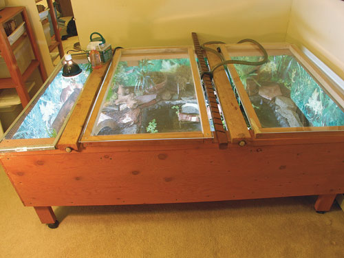 tortoise table