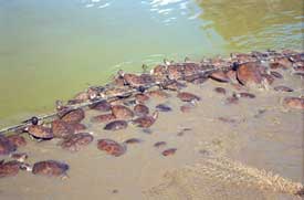 A giant river turtle farm in Brazil