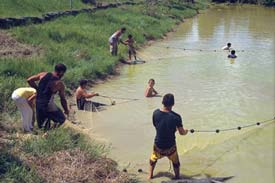 Turtle farming in Brazil