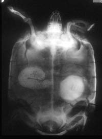 Tortoise Bladder Stones