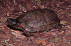 wood and bog turtles