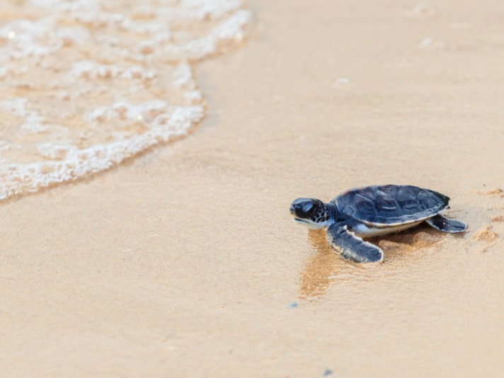 Where Do Baby Hawaiian Sea Turtles Go?