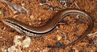 Aussies Discover New Skink Species Near Perth
