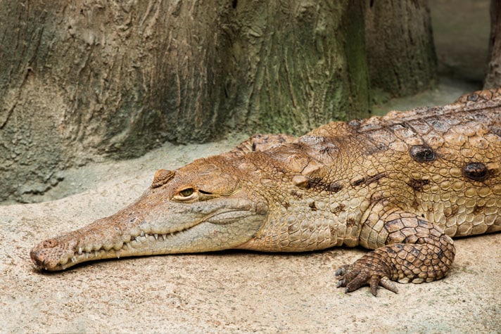 Breeding The Critically Endangered Orinoco Crocodile