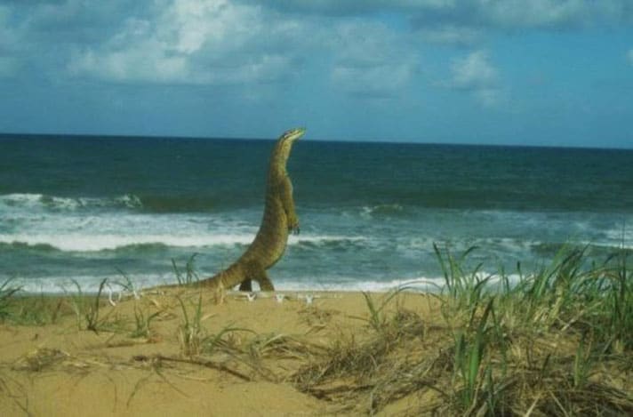 Monitor Lizards Now No. 1 Predator Of Loggerhead Turtle Eggs On Second Most Popular Nesting Beach In Australia