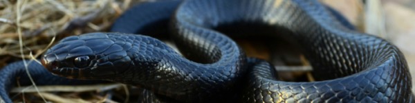Eastern Indigo Snake Shutterstock 129768614