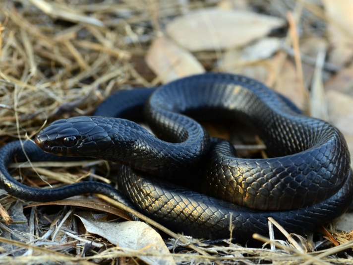 grass snake playing dead