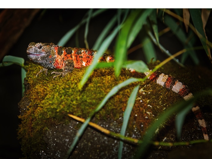 Chinese Crocodile Lizard Listed 5th On EDGE List Of Endangered Reptiles