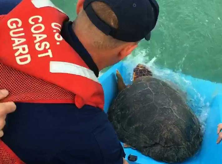 Sea Turtle Caught In Fishing Line After Hurricane Irma Is Released