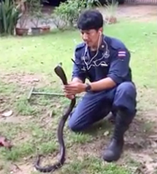 Snake Handler in Bangkok Captures Cobra Like a Boss