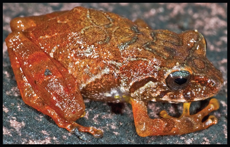 Two Frog Species Discovered In Venezuela