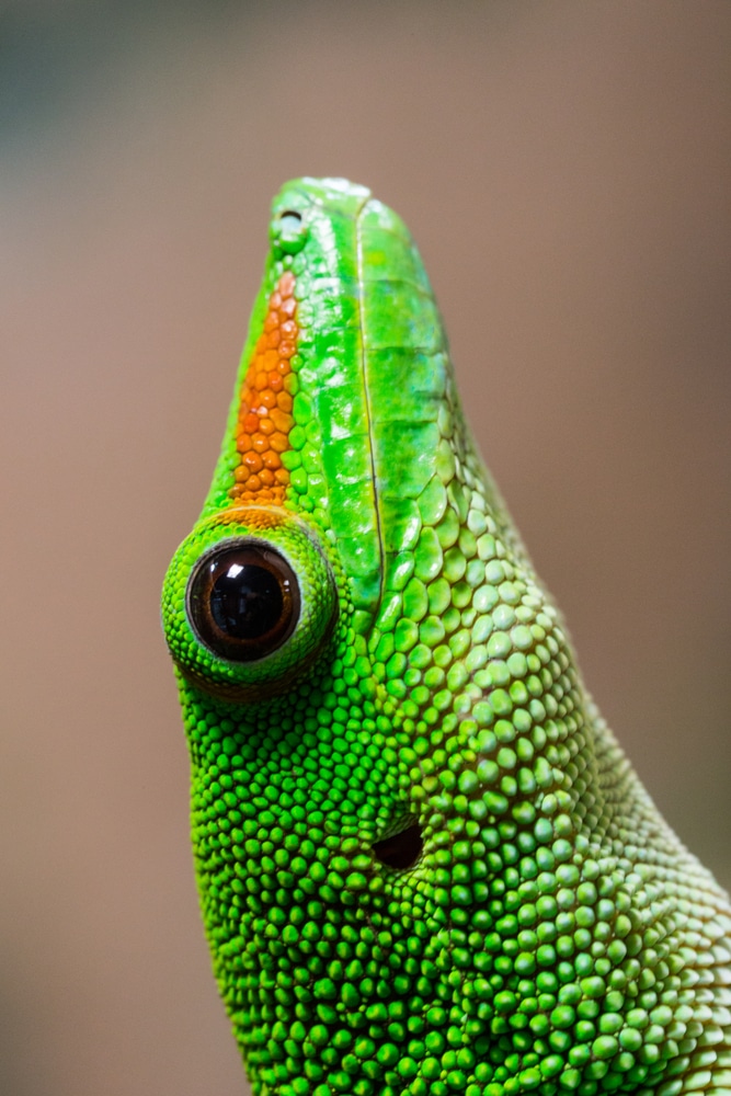 The Insider’s Guide To The Giant Day Gecko