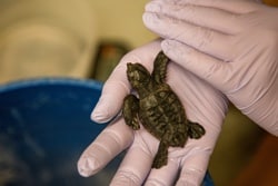 North Carolina Aquarium Needs Your Help Naming Baby Loggerhead Turtles