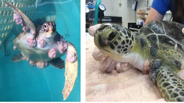 Human Cancer Treatments Successfully Treat Fibropapillomatosis In Sea Turtles