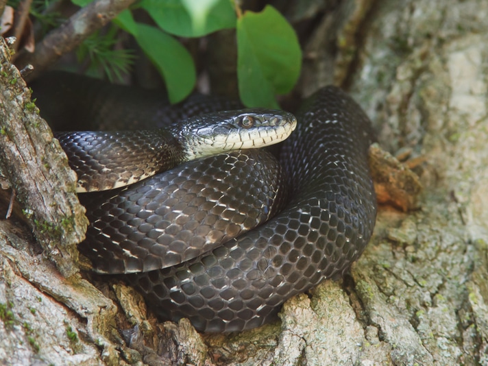 Live Black Rat Snake May Be Evidence in So-Called Snake Infested Maryland Home