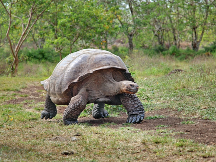 15 Galapagos Tortoises Slaughtered On Isabela Island
