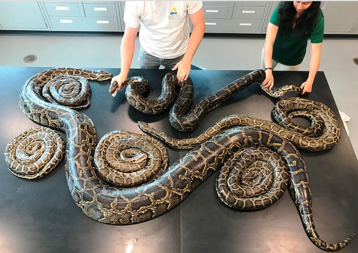 Tagged Burmese Python Leads Florida Researchers To Largest Breeding Aggregation